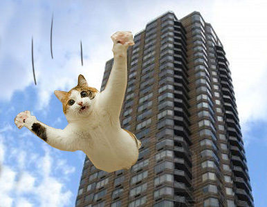 19 pisos de caída libre, no es nada para un gatito de Boston.
