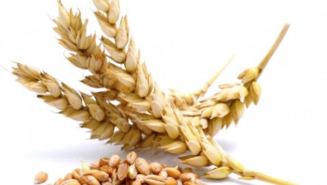 Propiedades del Gluten.