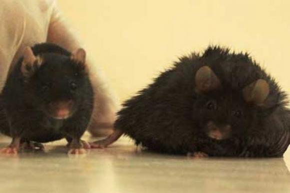 Cientificos Argentinos descubren la hormona que actua a nivel cerebral sobre el estrés y el apetito