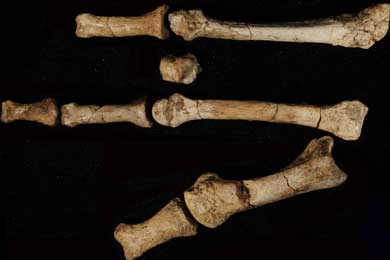 El homínido ´torpe´ de hace 3,4 millones de años.