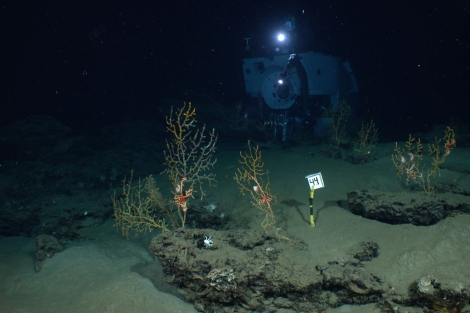 El vertido de petróleo del Golfo de México tuvo un efecto ´sin precedentes´ en el océano