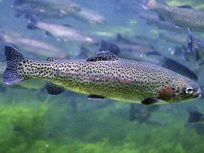 Cientificos Argentinos lograron adelantar la maduración reproductiva de la trucha arco iris‏