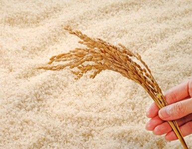 Uruguay propone enviarle arroz a Irán a cambio de petróleo.