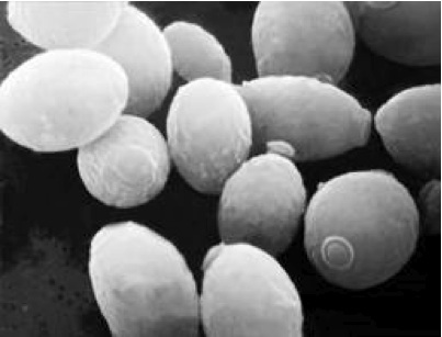 El efecto Pasteur y el cáncer.