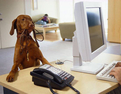 La presencia de perros en la oficina ayuda a trabajar más y mejor.