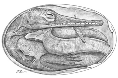 Los embriones de reptiles más antiguos