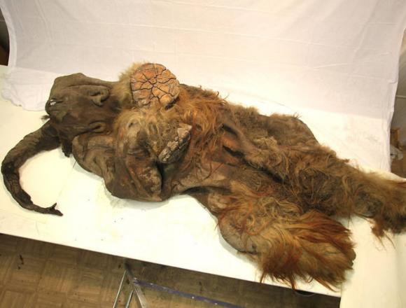 Yuka, un pequeño mamut lanudo al que remataron los humanos.
