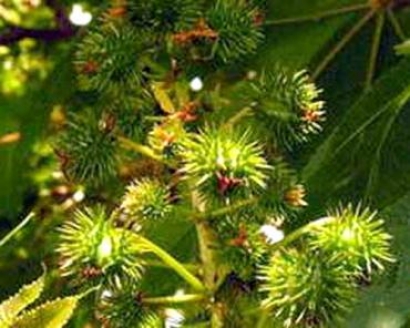 Investigadores Argentinos desarrollan una semilla oleaginosa de mayor rendimiento y resistencia al frío