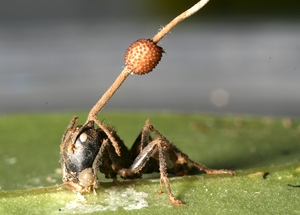 Hongo transforma a las hormigas en muertas ambulantes