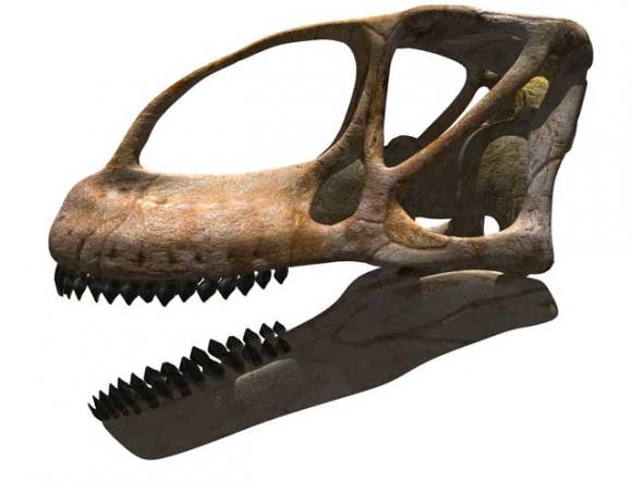 El dinosaurio gigante europeo ´encuentra´ su cabeza