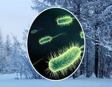 Hallan un ´elixir de la juventud´ en una ´vieja´ bacteria Siberiana