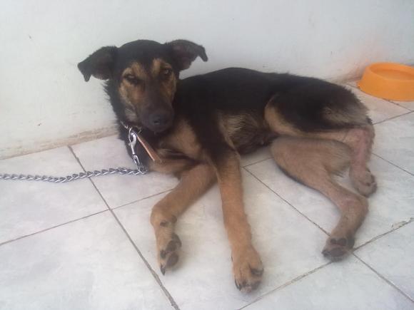 PATITA