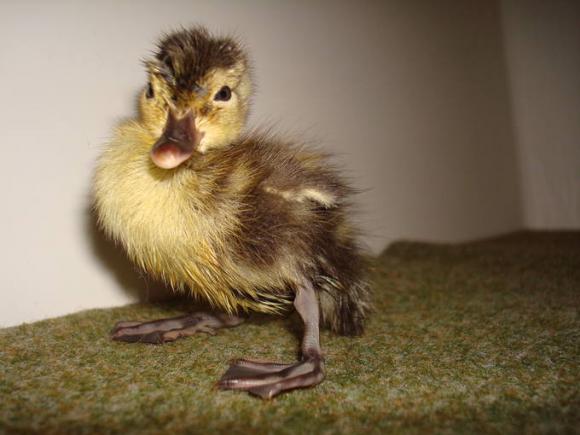 Nacen 18 crías del pato más amenazado del mundo, del que solo quedan unas decenas