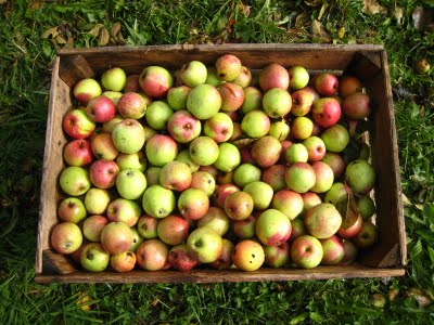 Científicos Argentinos logran detectar precozmente la “manzana podrida” del cajón