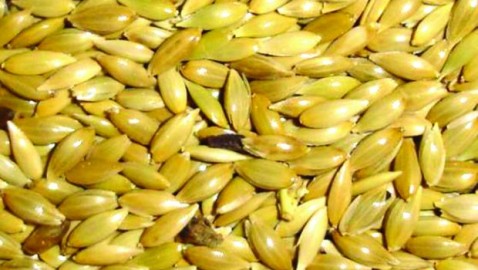 Alpiste y germen de Trigo para el Colesterol y triglicéridos