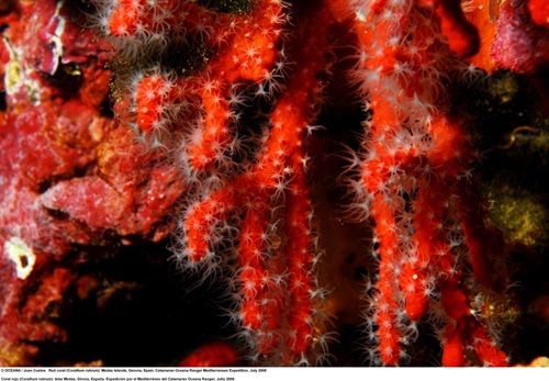 El cambio climático beneficia a algunas especies de corales