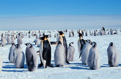Primer censo de una especie con fotos desde el espacio.