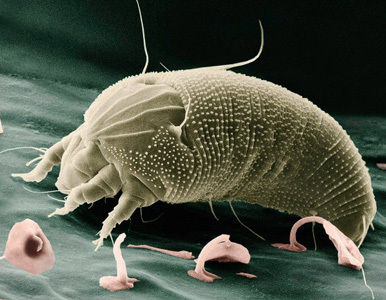 Las garrapatas, los seres más resistentes del planeta.