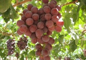 Investigadores Argentinos del INTA logran duplicar la producción de vid con nuevos varietales