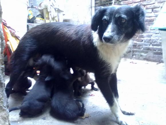 MAMA Y 6 BEBES!!!