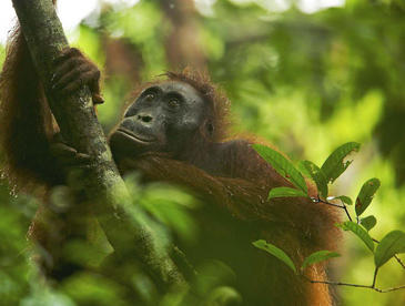 Los orangutanes son buenos ingenieros