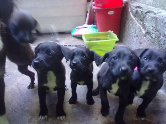 6 hermosos bebes 