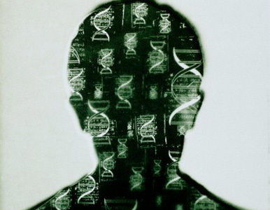 Descubren un gen que determina la inteligencia y el tamaño del cerebro.