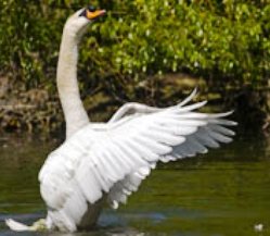 UN CISNE ATACA Y MATA A UN HOMBRE EN CHICAGO!!! DE NO CREER!!!