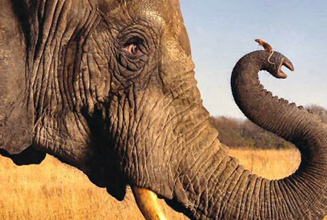Los madrileños del Paleolítico comían elefantes.