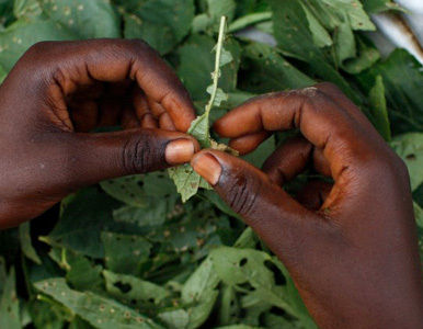 Un alucinógeno africano ayuda a superar las adicciones a las drogas.