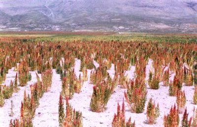 Investigador Argentino descubre cómo se adaptan las plantas a los suelos salinos