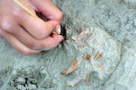 Descubren en Madrid el banquete de mamut de unos neandertales