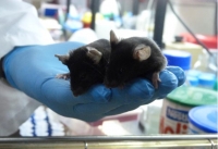 Un ratón “diseñado” por Investigadores Argentinos ayudará a entender el Parkinson