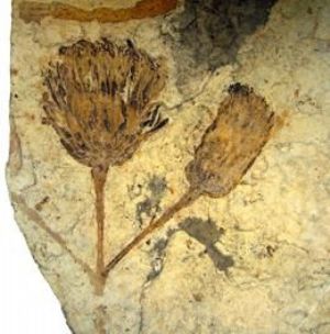 Paleontólogos Argentinos hallan una margarita fósil de 47 millones de años