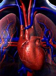 Convierten tejido cicatrizal en músculo cardíaco sin utilizar células madre.