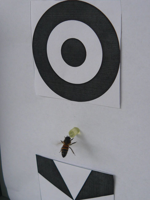 Cientificos Argentinos y extranjeros demuestran que las abejas realizan doble abstracción