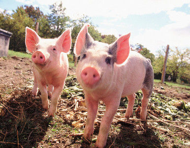 Del cerdo se aprovecha todo... hasta la mucosidad gástrica como remedio antiviral.