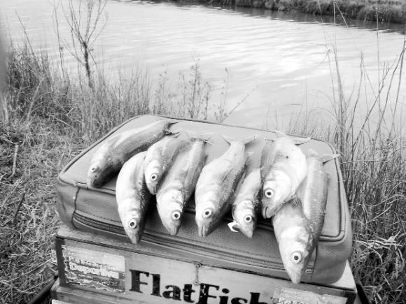 Investigadores Argentinos y extranjeros descubren un gen que determina el sexo del pejerrey patagónico