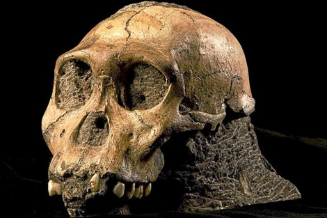 Descubren el gen que ´modeló´ el cerebro humano