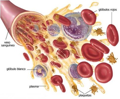 Lucha contra el cáncer: Células NK