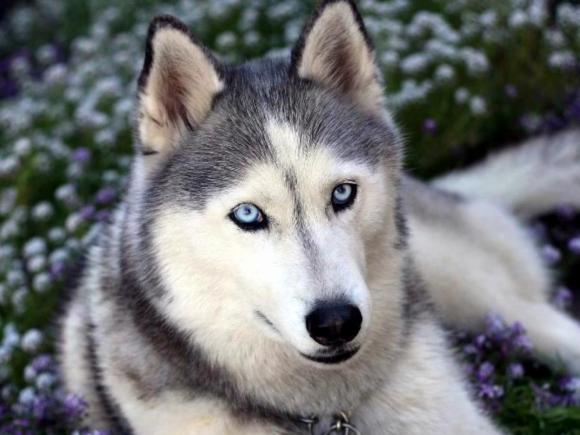¿En qué piensan los perros?