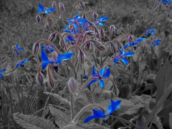 Las flores de otros planetas.
