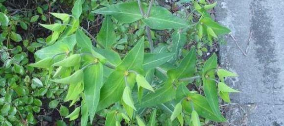 Investigadores Argentinos desarrollan una semilla de tártago resistente a heladas