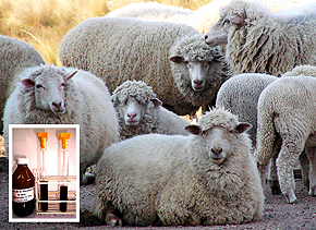 Investigadores Argentinos desarrollaron una lana líquida