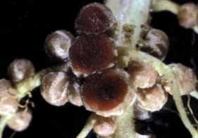 Investigadores Argentinos descifraron los genes de dos rizobacterias que influyen en cultivos‏