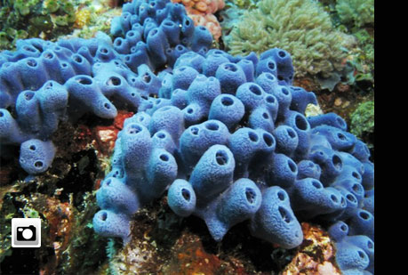 Biodiversidad del océano