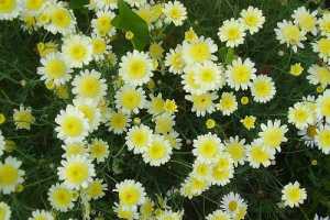 Las Margaritas pequeñas y sus propiedades curativas