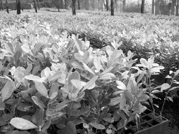 Tomá mate: investigadora Argentina descubre nuevos beneficios en la yerba