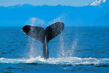 ¿Pueden taparse los oídos las ballenas cuando hay demasiado ruido?