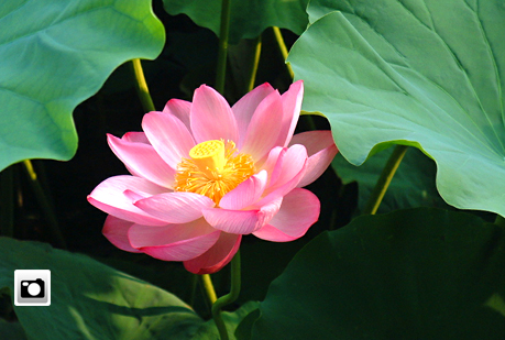 Ocho plantas muy útiles 